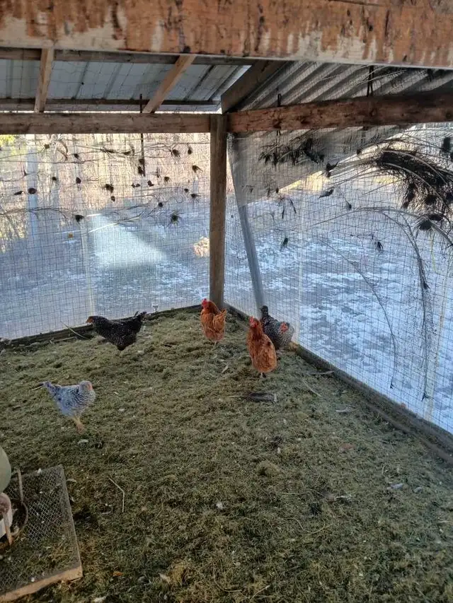 chickens