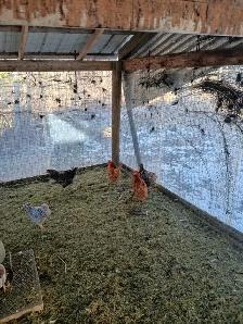 chickens