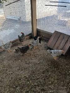 chickens - Photo 2