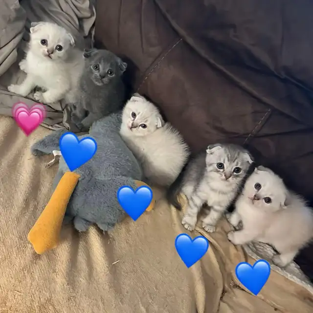 Scottish fold Siamese kittens