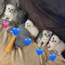 Scottish fold Siamese kittens