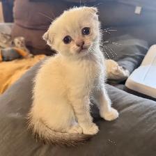 Scottish fold Siamese kittens - Photo 2
