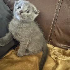 Scottish fold Siamese kittens - Photo 3