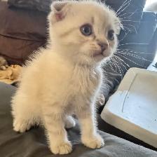 Scottish fold Siamese kittens - Photo 4