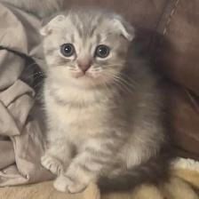 Scottish fold Siamese kittens - Photo 5
