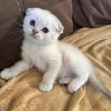 Scottish fold Siamese kittens - Photo 6