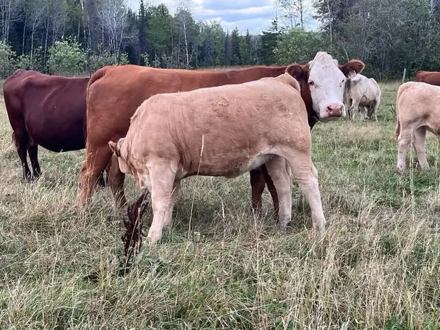 (auction), bred cow sale