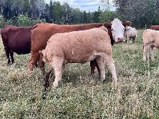 (auction), bred cow sale