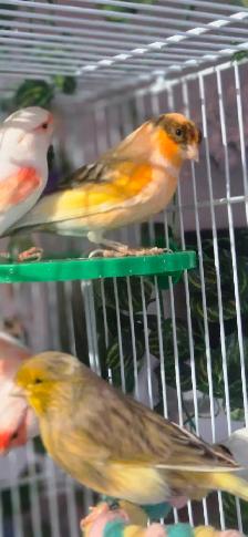 canari chanteur