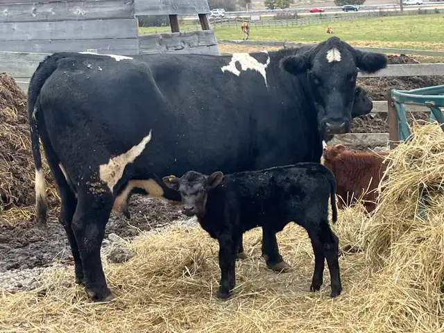 cow calf pairs
