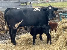 cow calf pairs