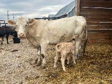 cow calf pairs - Photo 2