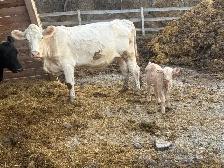 cow calf pairs - Photo 3