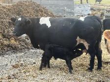 cow calf pairs - Photo 4
