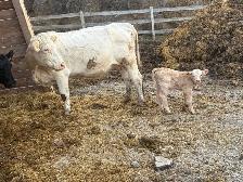 cow calf pairs - Photo 5