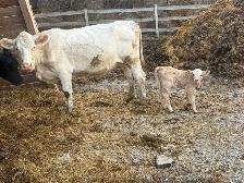 cow calf pairs - Photo 6
