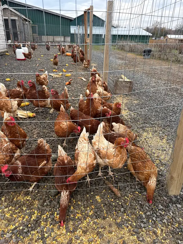 chickens/ laying hens for sale Ottawa Ont