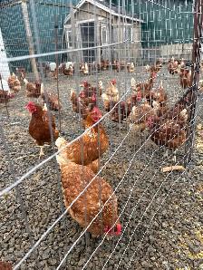chickens/ laying hens for sale Ottawa Ont - Photo 2