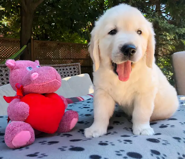 English Cream Golden Retriever Puppies (Purebred)