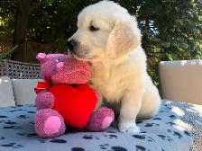 English Cream Golden Retriever Puppies (Purebred) - Photo 2