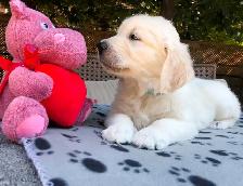 English Cream Golden Retriever Puppies (Purebred) - Photo 3