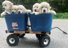 English Cream Golden Retriever Puppies (Purebred) - Photo 4