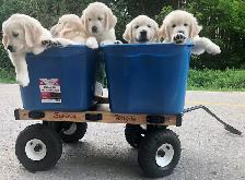 English Cream Golden Retriever Puppies (Purebred) - Photo 5