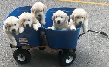 English Cream Golden Retriever Puppies (Purebred) - Photo 6