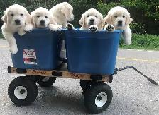 English Cream Golden Retriever Puppies (Purebred) - Photo 7