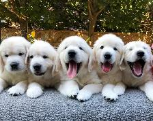English Cream Golden Retriever Puppies (Purebred) - Photo 8