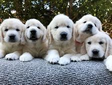 English Cream Golden Retriever Puppies (Purebred) - Photo 9