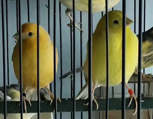 Canaries for Sale | $75 each | Call to contact