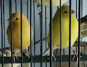 Canaries for Sale | $75 each | Call to contact