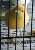 Canaries for Sale | $75 each | Call to contact - Photo 2