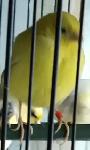 Canaries for Sale | $75 each | Call to contact - Photo 3