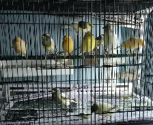 Canaries for Sale | $75 each | Call to contact - Photo 6