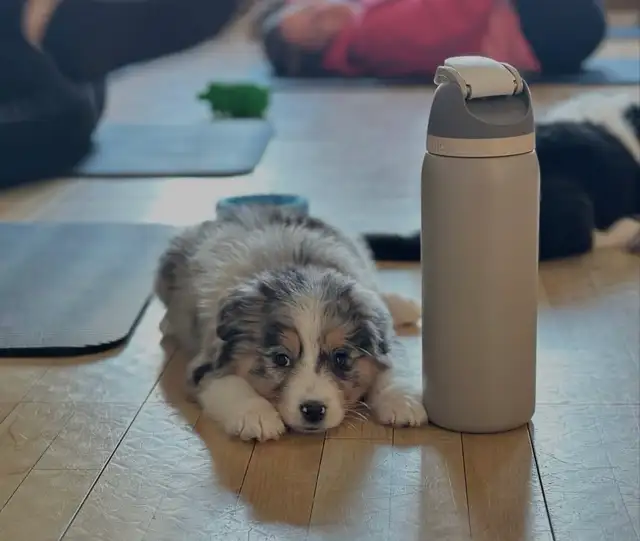 Adorable Australian Shepherd Puppies Available for Adoption!