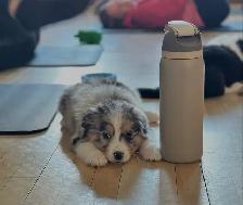 Adorable Australian Shepherd Puppies Available for Adoption!