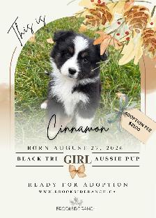 Adorable Australian Shepherd Puppies Available for Adoption! - Photo 2