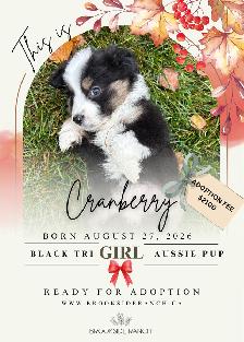 Adorable Australian Shepherd Puppies Available for Adoption! - Photo 3