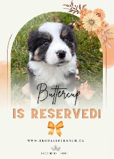 Adorable Australian Shepherd Puppies Available for Adoption! - Photo 4