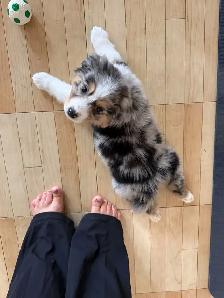 Adorable Australian Shepherd Puppies Available for Adoption! - Photo 7