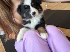 Adorable Australian Shepherd Puppies Available for Adoption! - Photo 8