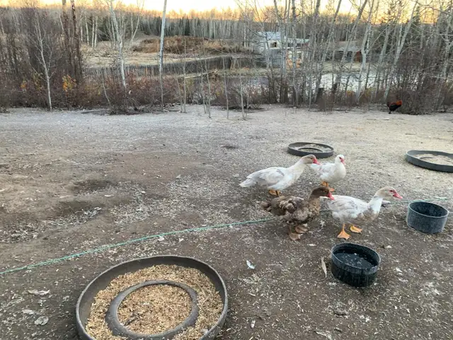 Muscovy Ducks