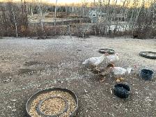 Muscovy Ducks