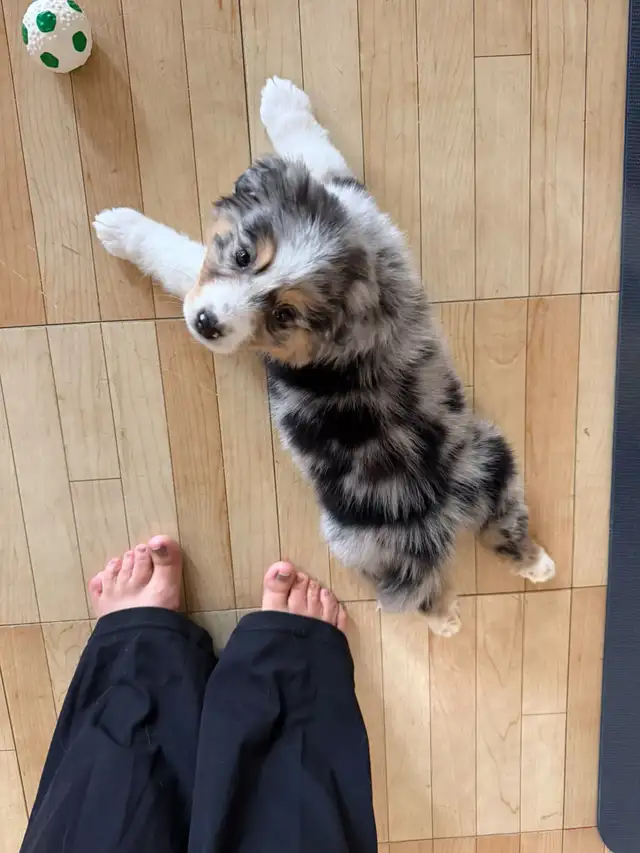 Adorable Australian Shepherd Puppies Available for Adoption!
