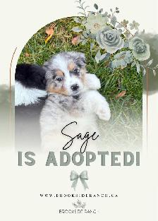 Adorable Australian Shepherd Puppies Available for Adoption! - Photo 4