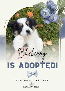 Adorable Australian Shepherd Puppies Available for Adoption! - Photo 5