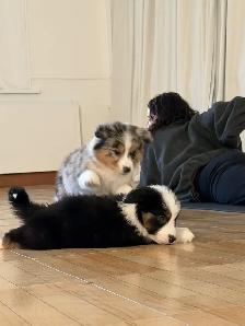 Adorable Australian Shepherd Puppies Available for Adoption! - Photo 7