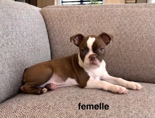 Chiots Boston Terrier